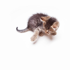 An adorable kitten messing around  on a white surface
