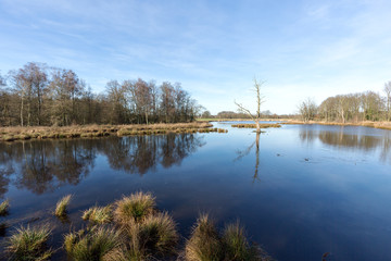 Fototapeta na wymiar Tranquil Water at Lake De Witt / Germany