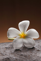 Frangipani flower