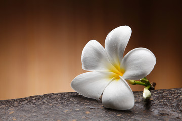 Frangipani flower