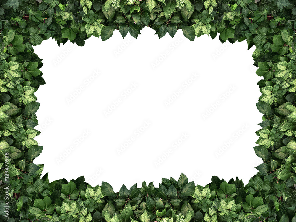 Wall mural frame of the climbing plant isolated on white background