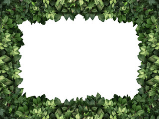 frame of the climbing plant isolated on white background