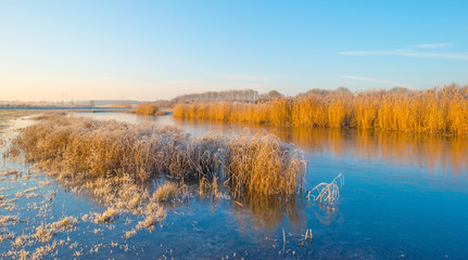 Shore of a frozen lake in sunlight in winter
