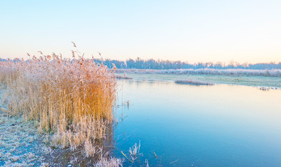 Shore of a frozen lake in sunlight in winter