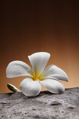 Frangipani flower