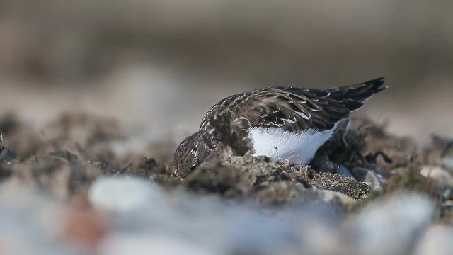 Turnstone, Arenaria interpres, single bird on beach, Gwynedd, Wales November 2016 