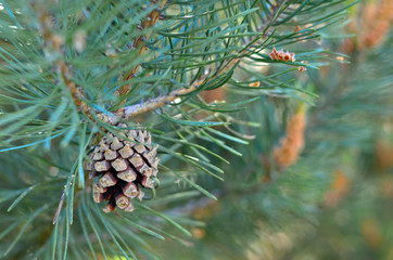Pine cone at pine tree branch