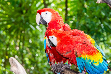 Papageien Paar