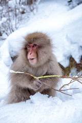 snow monkey shooting in winter