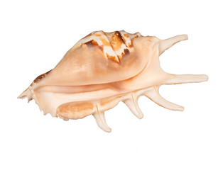 Seashell isolated on white background