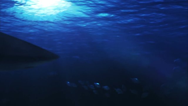 Underwater scene. Shark. Blue.