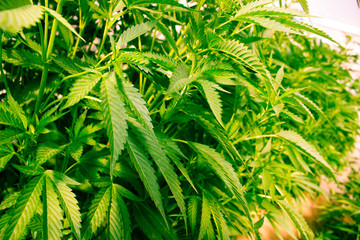 CALIFORNIA DREAMING MEDICAL MARIJUANA  