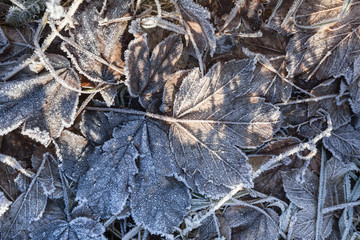 frozen winter leaves background