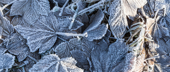 frozen winter leaves background