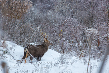 Олени в зимнем лесу