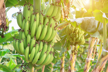 Banana bunch of raw on banana tree in plantations with sunlight.