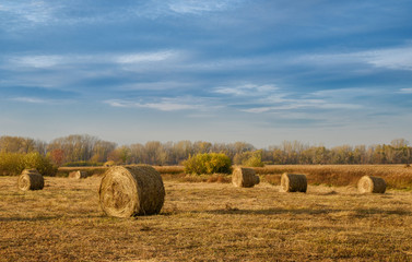 Hay bales in a autumn field
