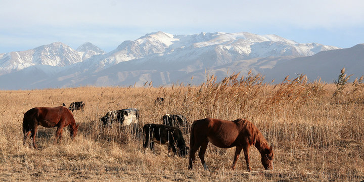 Horses graze in the foothills