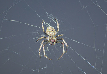Spinne am Abend