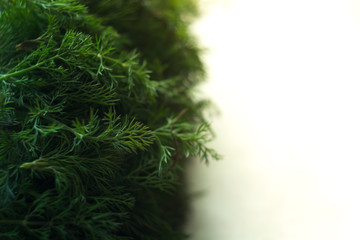 Fresh dill on white background