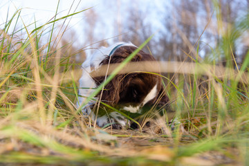 Cute Puppy English Springer Spaniel lying on the nature