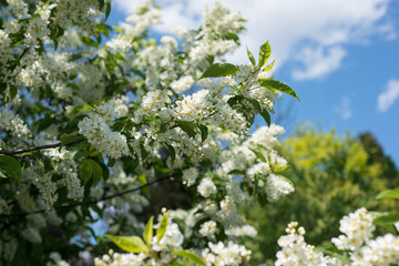 Bird cherry tree blooms in spring
