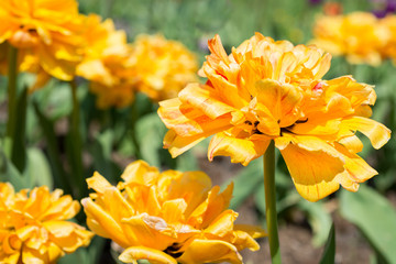 Fototapeta premium Flowers yellow tulips