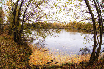 Trees in the autumn forest. Fall woods. Rich colors.