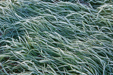 Wiese, im Frost, Textur, Grass, im Frost, Kälte, Nahaufnahme, Winter