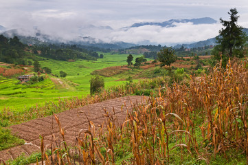 Fototapeta na wymiar Terrace fields with corn and rice crops in Nepal.