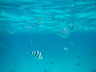 Naklejka na ściany i meble Pesci zebra nel mare cristallino di Zanzibar durante un'immersione 