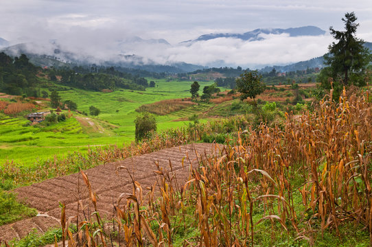 Terrace fields with corn and rice crops in Nepal.