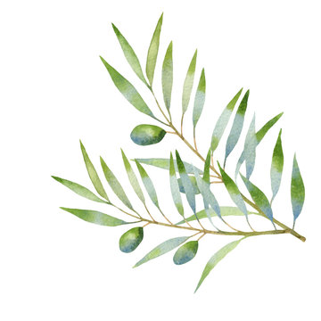 olive branch watercolor. isolated on white background 