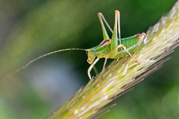 Green grasshopper large plan.