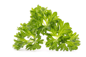 Parsley herb isolated on white background.