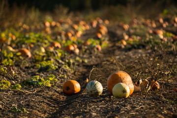 Pumpkins on a field