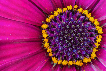 Polarstern Blüte