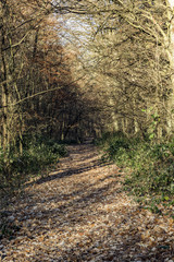 morning in oak forest with sunbeam