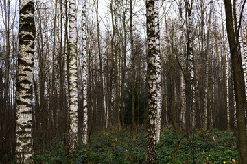 Birch trees forest. Slovakia