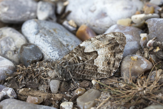 Grayling Butterfly (Hipparchia Semele)