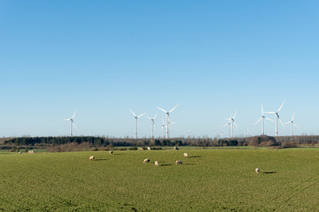 Schafherde auf der Wiese vor einem Winpark