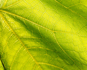 Naklejka na ściany i meble green leave texture