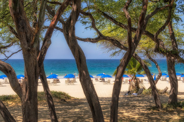 Blue beach umbrellas and chairs on sandy beach behind green coastal trees