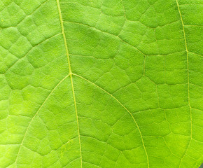 Fototapeta na wymiar green leave texture