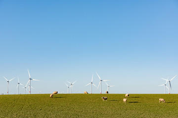 Fototapeta na wymiar Windpark am Deich mit Schafen und blauem Himmel