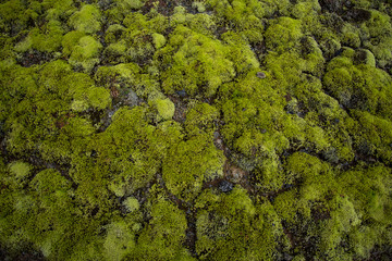 Green moss background.