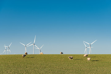 Windpark vor dem Deich mit Schafen