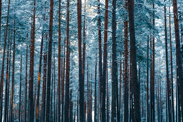 Snowed pine forest