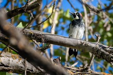 Red capped California acorn wood pecker perching on tree branch