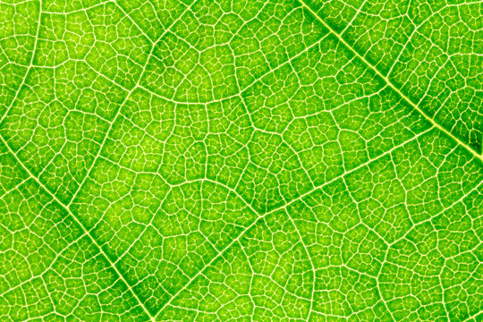 Leaf texture, leaf background for design with copy space for text and image.
